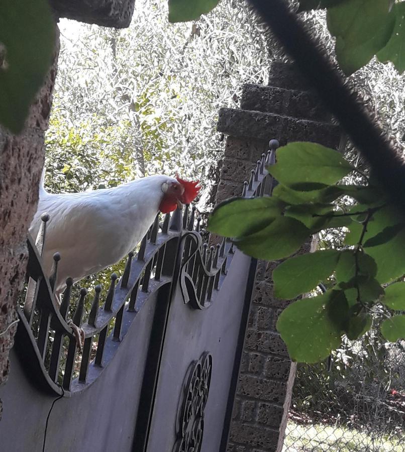 La Casa Di Eva Villa Castel Viscardo Dış mekan fotoğraf